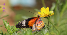 摄影作品集锦（一）